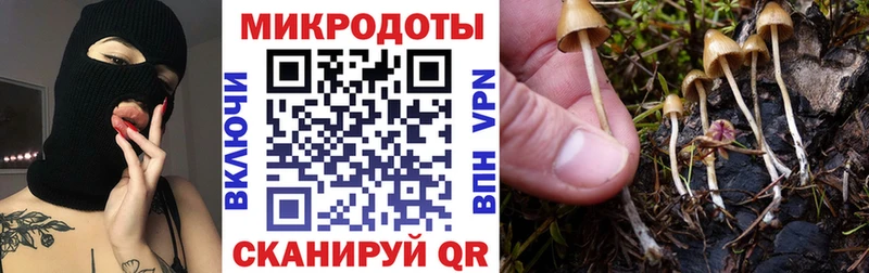 закладки  Приволжск  гидра ТОР  Галлюциногенные грибы Cubensis 